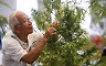 대마 재배 '권하는' 태국 정부..대마나무 100만그루 무료 배포