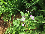토종무우 (벗들무시) 꽃