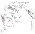 견관절 복합체(shoulder complex) 제1부