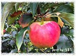 사과 잎제거 / 홍로 / 사과농사