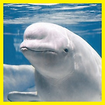 흰돌고래(벨루가), 귀여운 외모의 하얀색 고래(멸종위기, 공기방울, 지능)