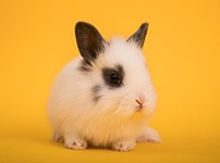 화제 카페 이미지