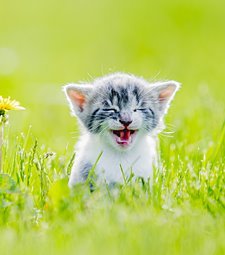 귀찮은 표정을 지으며<br>나를 빤히 쳐다보는 너