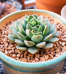 오동통~ 귀여운 다육<br>식물의 매력에 빠져봐