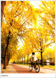 가을의 뒷모습 via iPhone 4