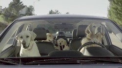 스바루(Subaru) 광고 - 리트리버 가족의 드라이브 에피소드. '개 테스트(Dog Tested)'편 모음 [한글자막]
