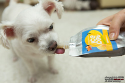 말티즈 강아지 꼬미의 여름간식! 강아지 아이스크림 아이스펫!