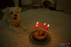 말티즈 강아지 꼬미의 다선 번째 생일 선물은?