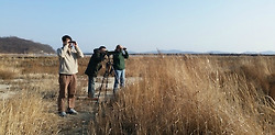 Guided Birding Tour in Korea