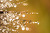 삼양100mm 마크로렌즈로 담아본 초롱초롱 아침이슬 접사 사진들